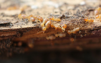 از بین بردن دائمی مورچه‌ها